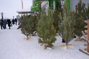 Новогодние елки с доставкой за 1 час в Тюмени